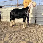 طلي مستقبل فحل
