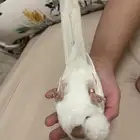 كويكر متكلم