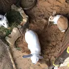 ارانب للبيع