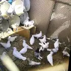 حمام فرنسي سبور جبو