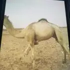 جمل عمره سنه ونصف للبيع