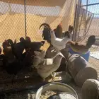 تم البيع