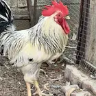 دجاج فرنسي سوبر جانبوا