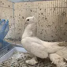 حمام للبيع
