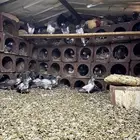 حمام بكستاني