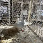 قلاب كورة ودجاج للبيع