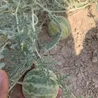 نبات الحدج شري