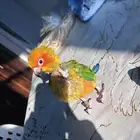 فرخ صن كنيور مجنون غر