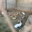 للبيع ارانب