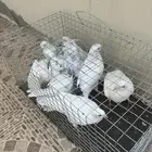 الحمام للبيع