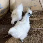 دجاج قطني على السوم