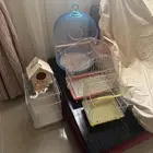 قفص للعصافير