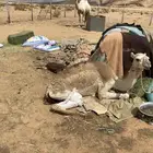 بكره مكسوره للبيع