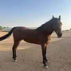 فرس عربية اصيلة