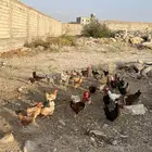 دجاج بلدي بياض