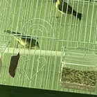 للبيع جوز ياسمين خضر حجم ونظافة والذكر تغريد