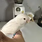 ببغاء روز البينو اليف وهدد