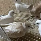 قماري