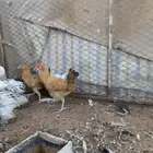 دجاجتين العمر حول 5 شهور