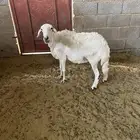غنم