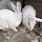 ارانب للبيع ذكر وانثى دافع