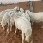 حريات طيبه جدا