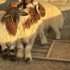 مشروع فحل نعيم