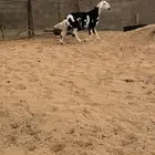 ذبايح .. ذبيحه نجدية.. رخل