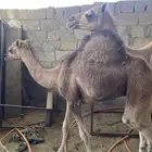 قعود قعدان 2 لباني الموقع الجوة سراة عبيدة