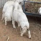 هرافا لباني حري هرفي حري لباني بري