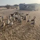 طيور وز عراقي وبط سوداني