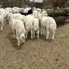 بهم تربيه