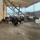 دجاج بلدي بياض