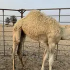قعود سمين عاده تحت امه