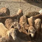 سواكني تربيه