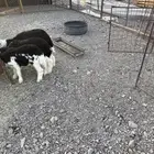 واخال نظيف عمارة أربع شهور مقفلة شحم وتصلح مقنوي نجد فاخرة