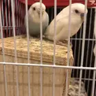 جوز بادجي للبيع