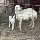 شاه حريه والد