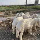 طليان ذبايح مشروطه شحم ونظافه
