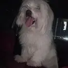 كوتن مالتيز