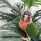 كنيور يلوسايد دبل رد فاكتور رد فيس هدد داخلي وخارجي نهايةغر