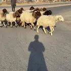 نعيم دفيع ورغايث