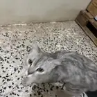 شرازي للبيع