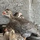 صيصان دجاج حبشي فرعوني