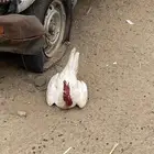 ديك للبيع