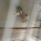 ازواج روز وزوج بادجي منتج