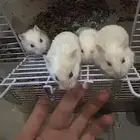 هامستر سوري للبيع