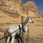 حصان واهو جاهز للنقل