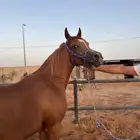 مهر واهو مكس مييز