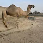 فحل ارك اصل وفصل مشروط الله اما العجوم مايظربها